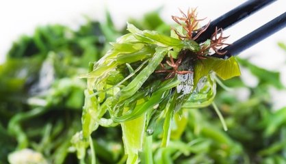 Seaweed harvesting operations in Peru